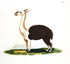 Peruanischer Guanako, ca. 1810
