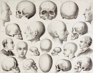 Phrenologische Illustration, die die psychologischen Beziehungen des Gehirns zeigt, aus einem Druck des 19. Jahrhunderts