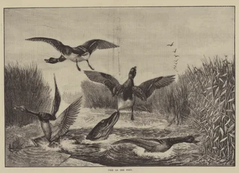 Hecht auf der Jagd