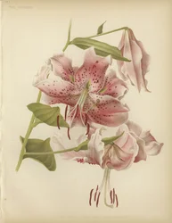 Rosa Lilie