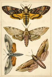 Tafel aus Unseres Landes Schmetterlinge und Motten (Chromolithografie)