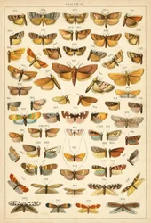 Tafel aus Unseres Landes Schmetterlinge und Motten (Chromolithografie)