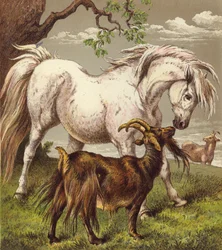 Pony und Ziegen