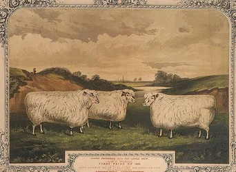 Preisgekrönte Cotswold-Schafe, gefüttert mit Nahrung, gewürzt mit Thorley