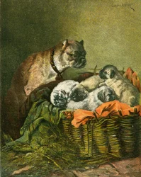 Mops und Welpen