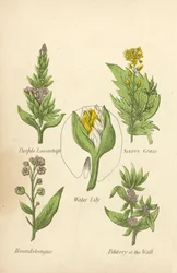 Blutweiderich, Skorbutkraut, Seerose, Hundszunge, Mauerpfeffer (Farblithografie)