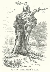 Königin Elizabeths Eiche (Gravur)