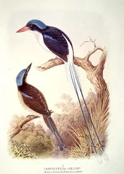 Spatelliest, fol. 12, Band III, aus „Das Buch der Vögel“ von A. M. Lysaght