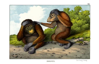 Roter Orang-Utan