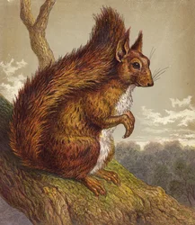 Rotes Eichhörnchen