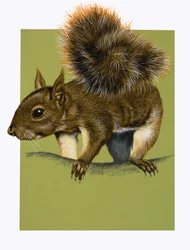 Rotes Eichhörnchen