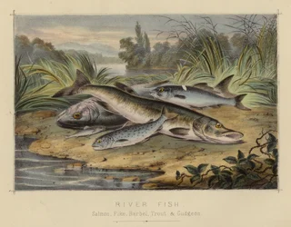 Flussfische