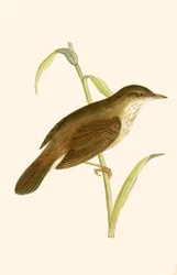 Flussrohrsänger, Illustration aus 