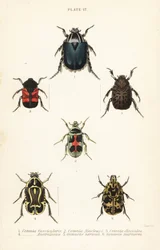 Rosenkäfer: Cetonia fascicularis 1, Heterorhina macleayi 2, Gametoides subfasciata 3, Geigenkäfer, Eupoecila australasiae 4, Gymnetis hieroglyphica 5 und Gymnetis marmorea 6