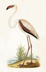 Rosaflamingo, Illustration aus 