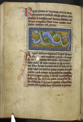 Anguis, aus Bestiarium