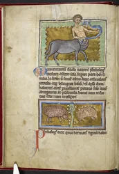 Zentaur, aus 