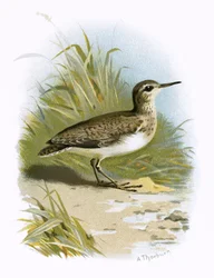 Strandläufer