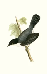 Sardische Grasmücke, Illustration aus 