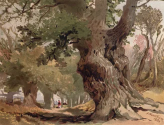 Szene im Sherwood Forest