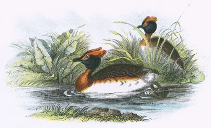 Sklavonischer Taucher