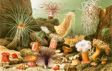 Seeanemonen