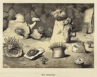Seeanemonen