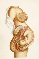 Halbdiagrammatischer Schnitt einer Vollzeitschwangerschaft, der die Position des Fötus im Uterus zeigt, aus dem Handbuch der Geburtshilfe, veröffentlicht 1889