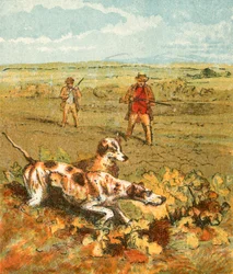Jagd mit Vorstehhunden