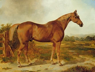 Silvertail, Porträt eines Pferdes