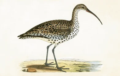 Schmalschnabel-Brachvogel, Illustration aus 