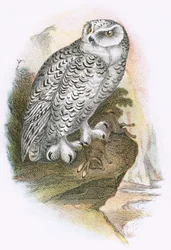 Schneeeule