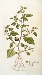 Solanum nigrum [Schwarzer Nachtschatten], Illustration aus Flora Londiniensis [Blumen Londons] von William Curtis, veröffentlicht 1777-98