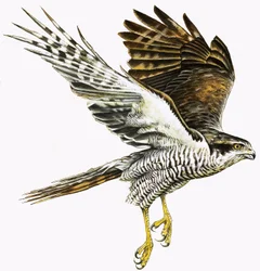 Sperber