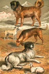 Bernhardiner, Bulldogge, Bluthund, Neufundländer und Italienischer Windhund