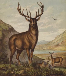 Hirsch