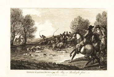 Hirschjäger und Hunde jagen ein Kälbchen im Epping Easter Hunt