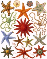 Seestern