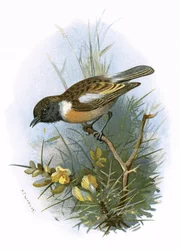 Schwarzkehlchen