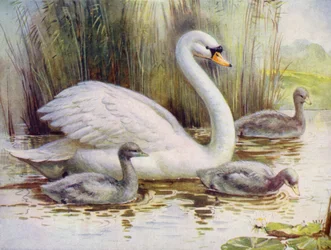 Schwan und Küken