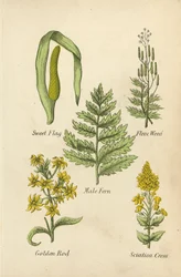 Kalmus, Flachs, Männlicher Farn, Goldrute, Ischiaskresse