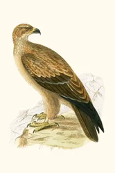Steinadler, Illustration aus 