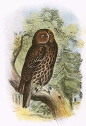 Waldkauz