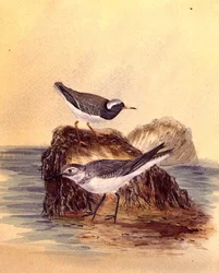 Seeschwalben, ca. 1890