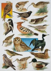 Die Vögel Britanniens
