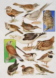 Die Vögel Britanniens