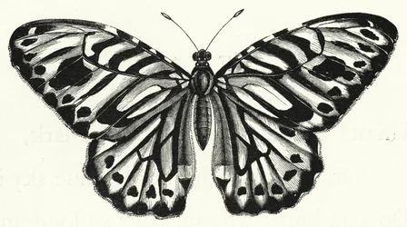 Der Schmetterling