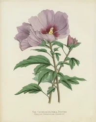 Die Chinesische Althaea Frutex, Hibiscus Syriacus; var Chinensis