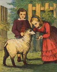 Das "Kuckuck"-Lamm
