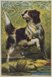Der Hund